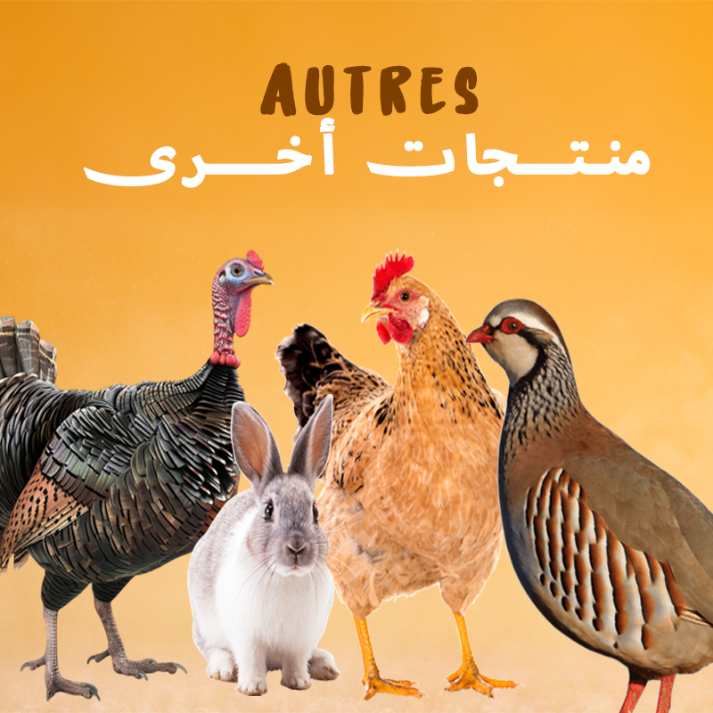 Poulet beldi, dindon noir beldi et autres